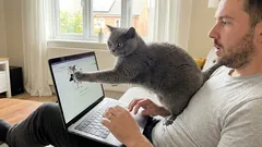 猫の飼い主への執着：なぜ猫は私の後をついてくるのか？