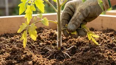 収穫量の秘訣：トマトの苗を定植する際に下葉を取り除く理由