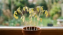 緊急対策：植え付けまで1週間しかない場合、弱った苗にどう栄養を与えるか