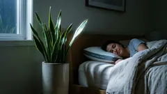 寝室に置く3つの観葉植物で睡眠を改善し、空気を浄化しよう