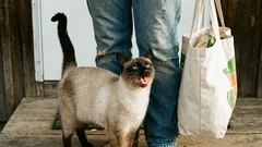 猫はあなたのためだけに鳴きます。ええ、聞き間違いではありません。