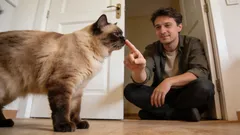 猫のエチケットに関する6つの基本ルール、すべての飼い主が知っておくべきこと