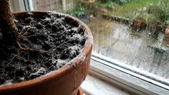 土がカビで覆われている、あるいはハエが大量発生している：原因と対処法。