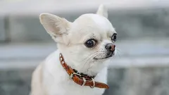 飼い主や通りすがりの人を思わず笑顔にさせる、面白い癖を持つ7つの犬種