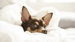 なぜ犬は飼い主の枕で寝るのか？しつけの失敗か、愛情の表れか？