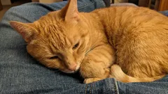 飼い主が犯す重大な過ちが猫の寿命を縮める