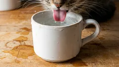 なぜ猫は食器ではなくあなたのマグカップから水を飲むのか――その本当の理由