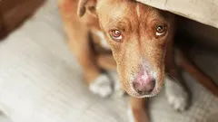 家庭内での言い争いが犬に与える影響と、決して見過ごしてはならないストレスの兆候
